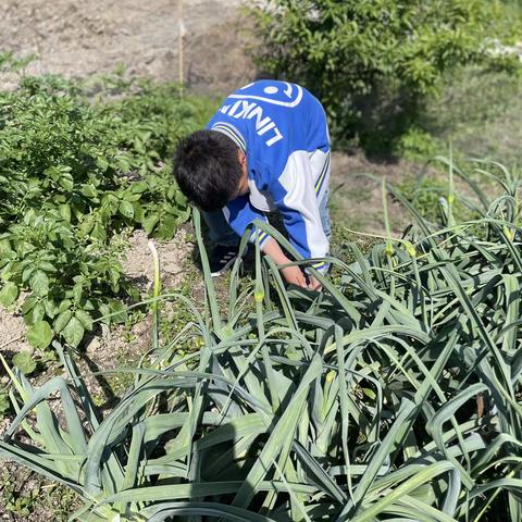 大家好，我是301班的徐沈熙，今天奶奶教我采摘和认识蔬菜🥬