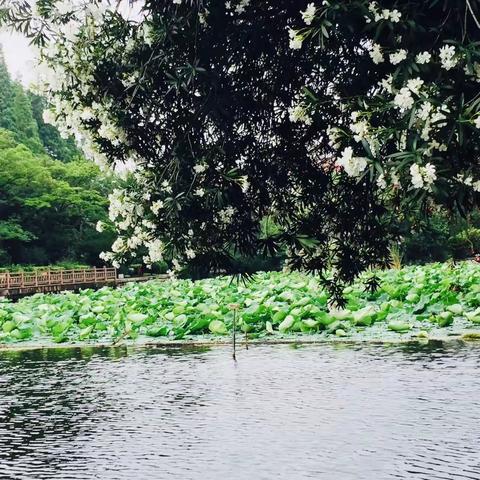 同心同行同学习，且思且悟且提升——青山区初中化学骨干教师第一小组学习分享