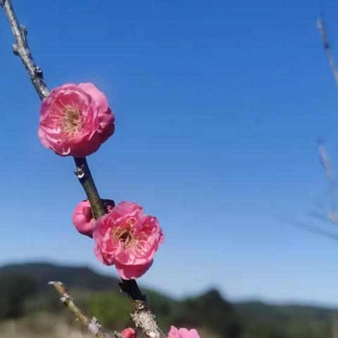 2024年1月的梅花，深圳马峦山