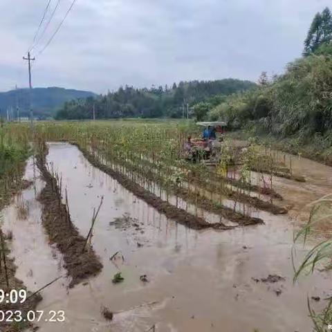 水槄样方耕种情况日报