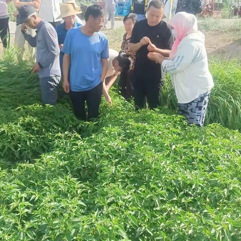 花海供销社深入田间开展辣椒病虫害防治技术服务活动