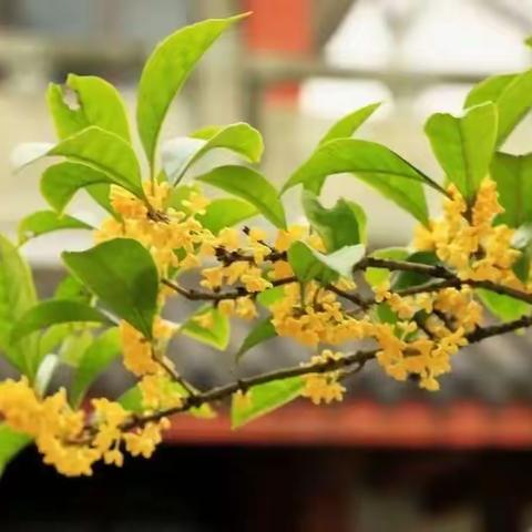 《桂花雨》—琦君散文精选———阅读会