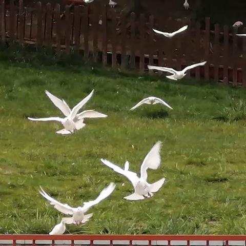 |景丰学子·爱上阅读| —新四四阳光中队暑期精彩花絮