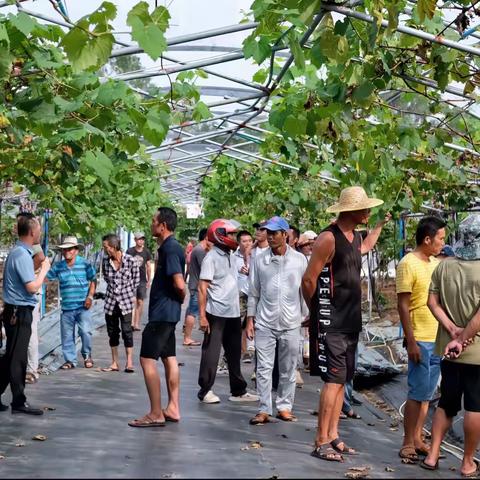 雷丰芒果合作社举办“芒果与葡萄栽培标准化技术培训”，助力产业振兴