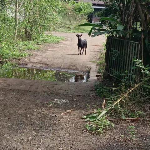 规模化养殖场巡查工作