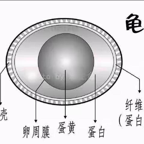 〈乌龟〉的观察日记