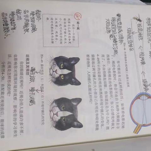 介绍一种生物现象                        ——生物学课