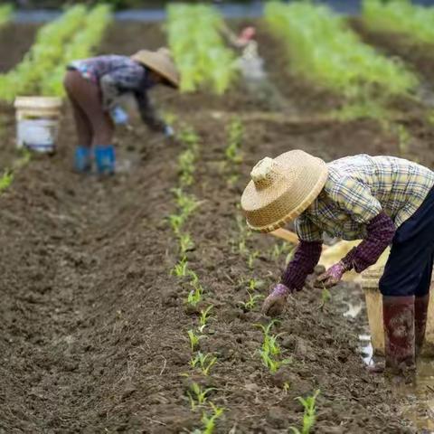 【忻州市北方中学315班段靖涵】劳动最光荣