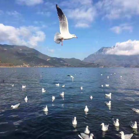 西昌约你来晒太阳过春节了。