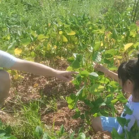 高旗实验小学202班杨佳颖～～旗小娃的“豆”来“豆”去