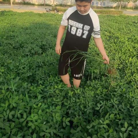 我劳动，我快乐，我成长（苗志华2203336）