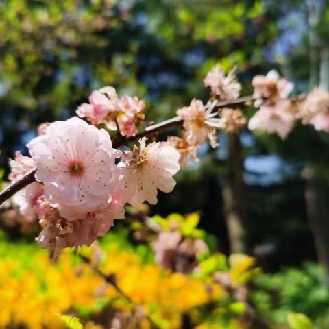 樱花