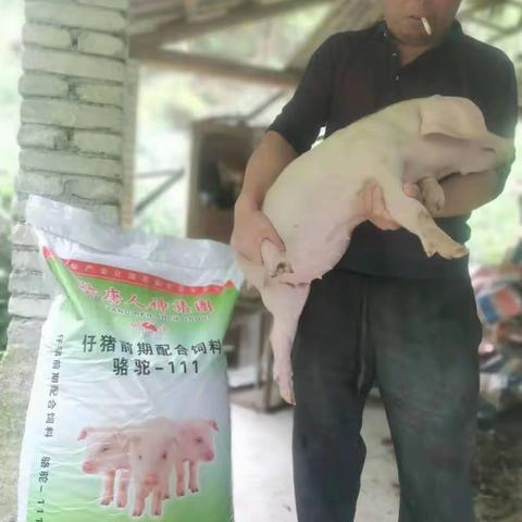 通城市场武汉骆驼饲料就是好