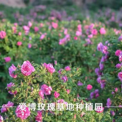 雅诺–玫瑰纯露水🌹女人爱美肌肤爱水