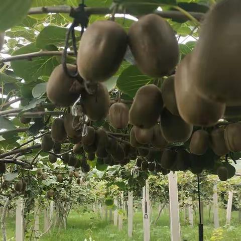 济南历城区港沟街道坞西村猕猴桃采摘园，开园了，欢迎各位朋友前来采摘。