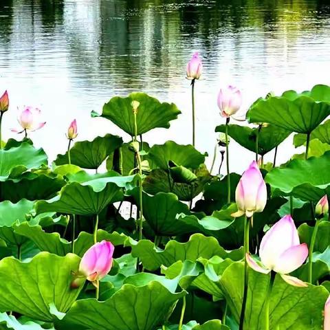 前套村第一书记带领前套村两委以及网格员进行实地调查永久基本农田范围内疑似非耕地图斑