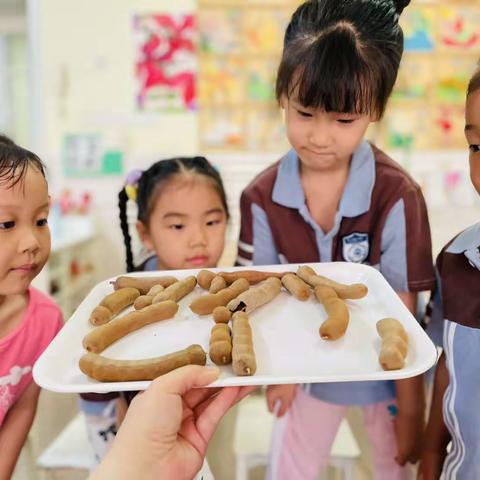 「泉心•小榕树」酸酸酸酸酸酸角