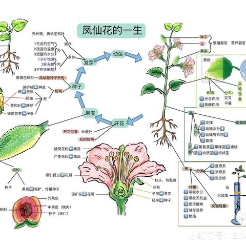 风仙花的生长过程（副本）