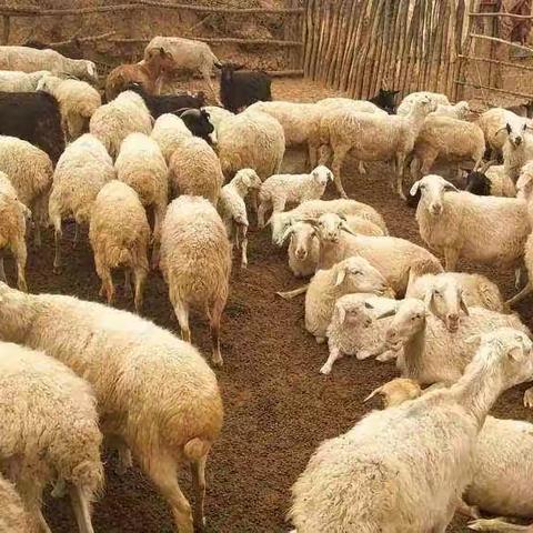 战鹰牧游之家畜禽肉品店正式销售散养羊肉+粮食猪肉