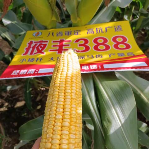 掖丰388审定公告