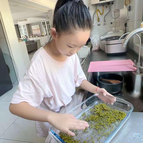 我的绿豆芽成长记