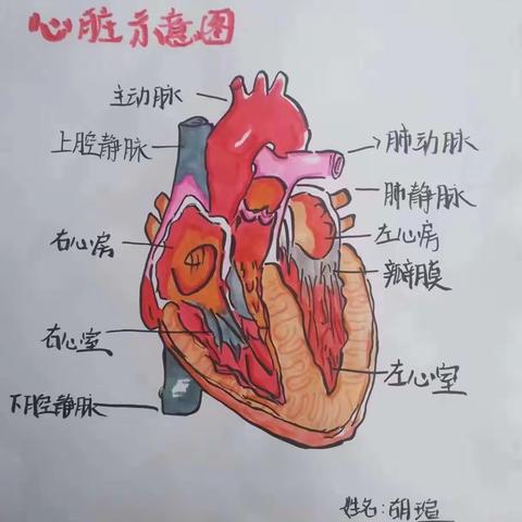 趣味恒“生”      “暑”你最棒——郑州市第十一初级中学暑期生物学科特色作业展