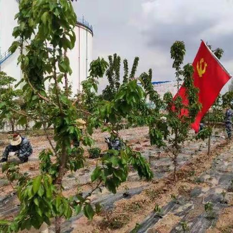 种植小菜园 美化大家园