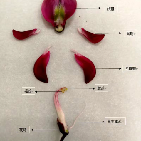 陈欣琰生物作业