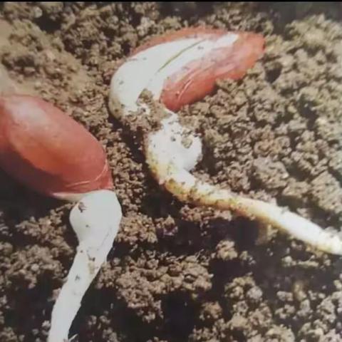 生物作业