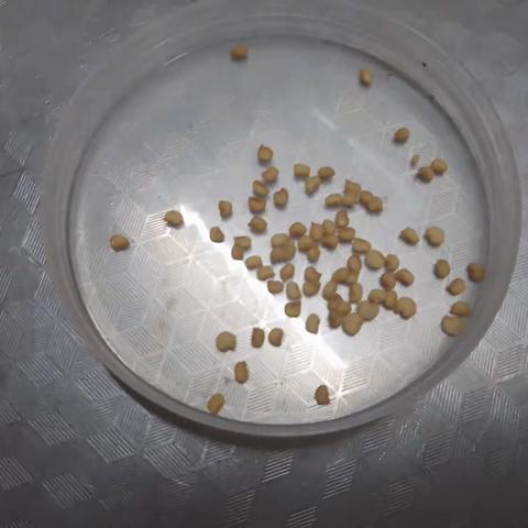 闭门种菜英雄事