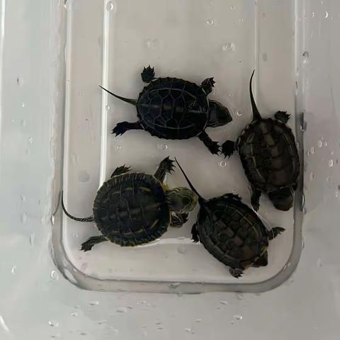 乌龟成长记🐢