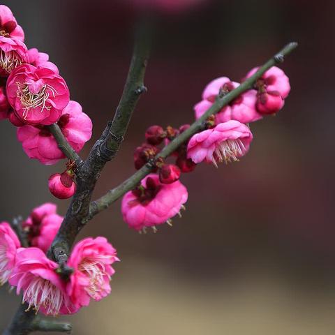 铃兰花的美篇