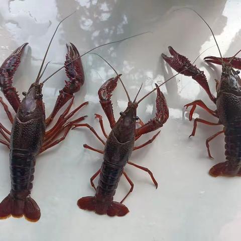 小龙虾养殖技术