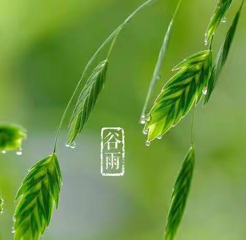 雨生百谷 润物无声——菜园小学二十四节气综合实践活动之“谷雨”