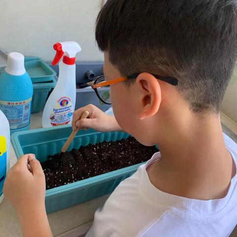 圣女果的神奇一生