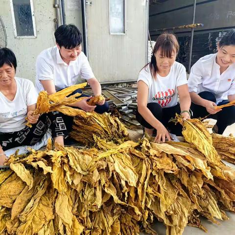 “金叶贷”贷来稳稳的幸福---确山农商银行支持特色产业发展，助力乡村振兴