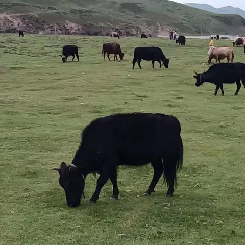 癸卯暮夏游甘南