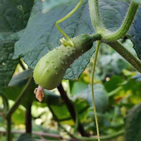 （学前教育2208班车丽雯）（附身劳动创造，享受美好生活）