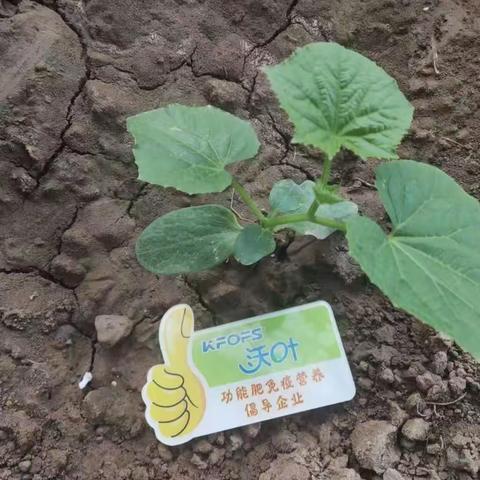 夫沃施为您解析夏茬黄瓜管理要点