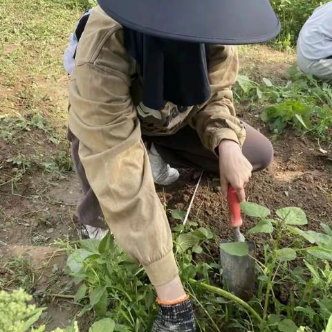 盛夏汗如雨，晚秋遍地花