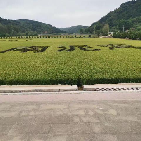 大家好，我是池阳小学五年级四班的王欣怡，我正在参加暑假里“习语”润童心，“五星”向未来之微旅游