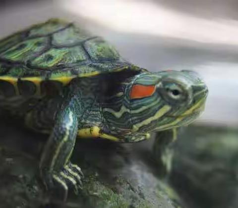 乌龟🐢的观察日记