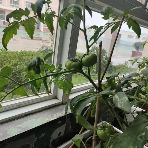 我们班的“希望小区种植角”——里店小学一年级