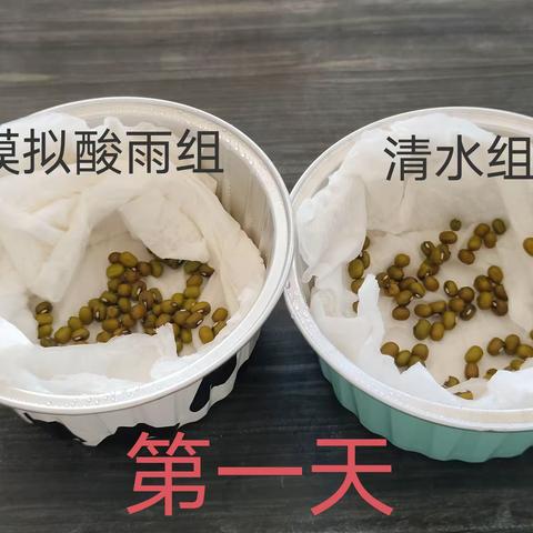 绿豆实验