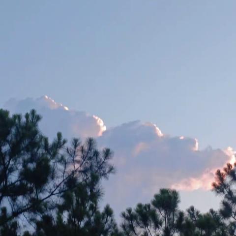 读《昆虫记》有感