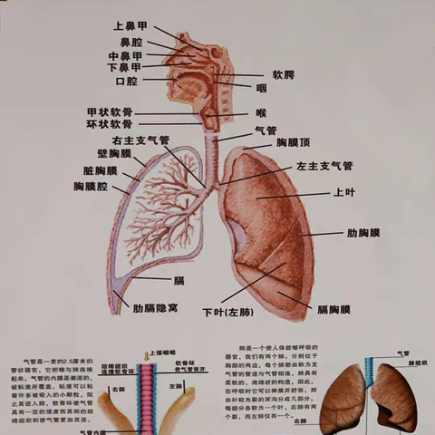 慢性阻塞性肺疾病