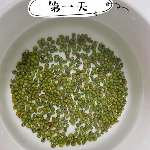 绿豆变身记🌱