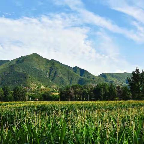 乡村夏日           803班杨烨