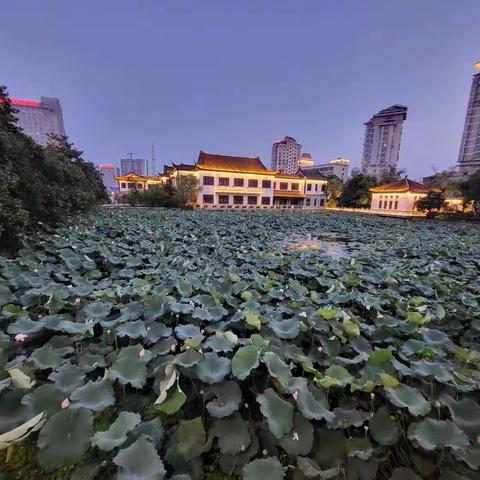 荷(通师二附张博涵)