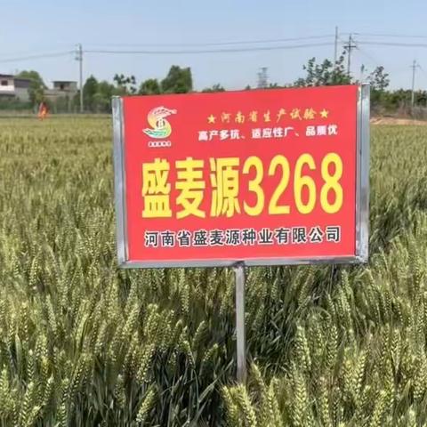 河南省最新审定“盛麦源3268 ”大穗大粒，多抗广适，品质优。